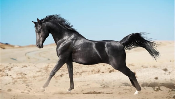 الحياة اليوم