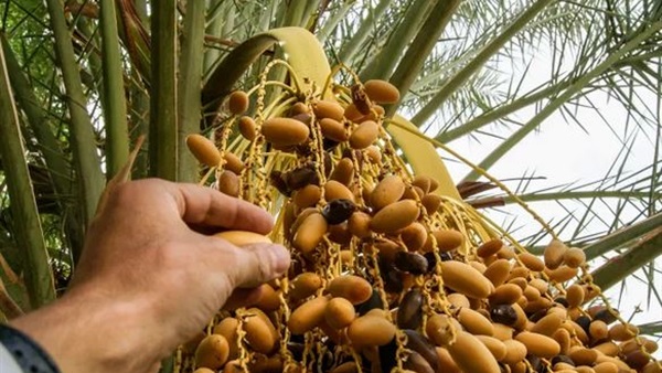 الحياة اليوم