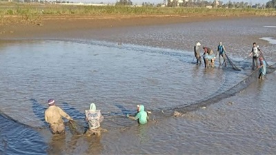 جهاز حماية وتنمية البحيرات يواصل دعم الإنتاج بمزرعة الزاوية بكفر الشيخ 