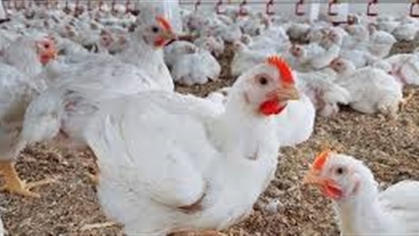 الحياة اليوم