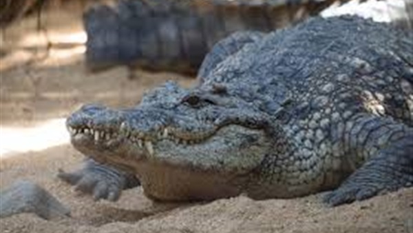 الحياة اليوم