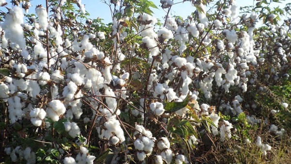 الحياة اليوم