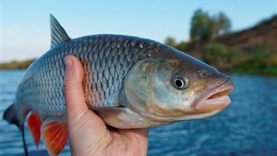 إنتاج 55 طنًا من الأسماك بمزرعة برسيق ومحطة تحضين الخاشعة  