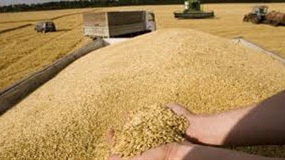 وزارة التموين تعلن بدء توريد القمح المحلى 15 أبريل بسعر 2350 جنيها للأردب 