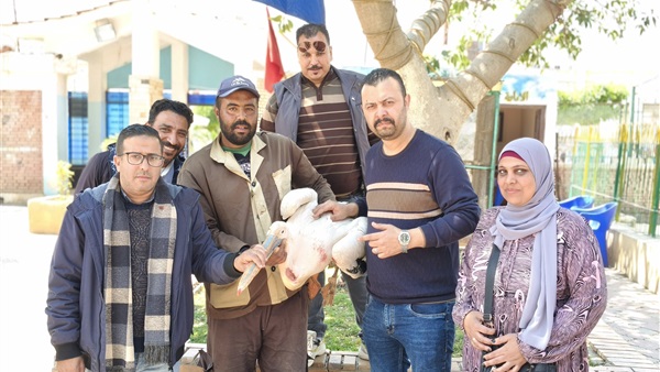 البجعه من داخل حديقة