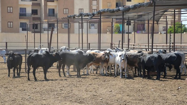 الحياة اليوم