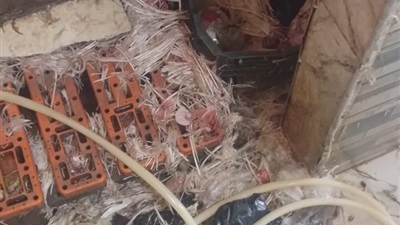 ضبط دواجن محقونة بالمياه وأدوات غش غذائي بسوقي الزهور والعصر ببورسعيد 