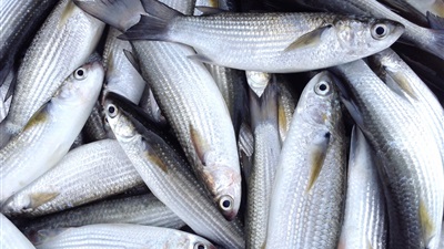  أسعار السمك اليوم السبت 4 فبراير 2023 