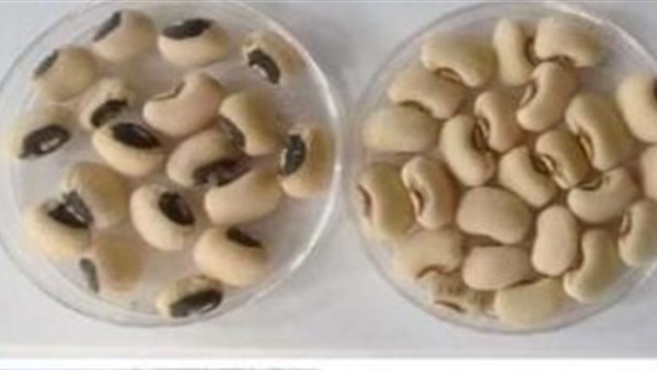الحياة اليوم